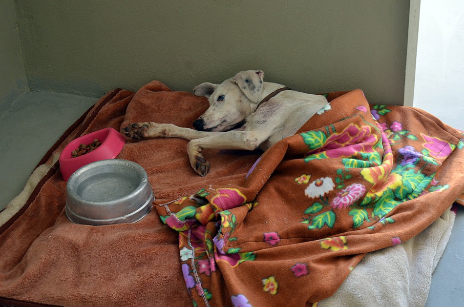 Fórum voltado ao bem-estar animal segue com as inscrições abertas