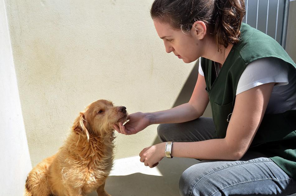 Semmas orienta tutores de animais para as férias de verão